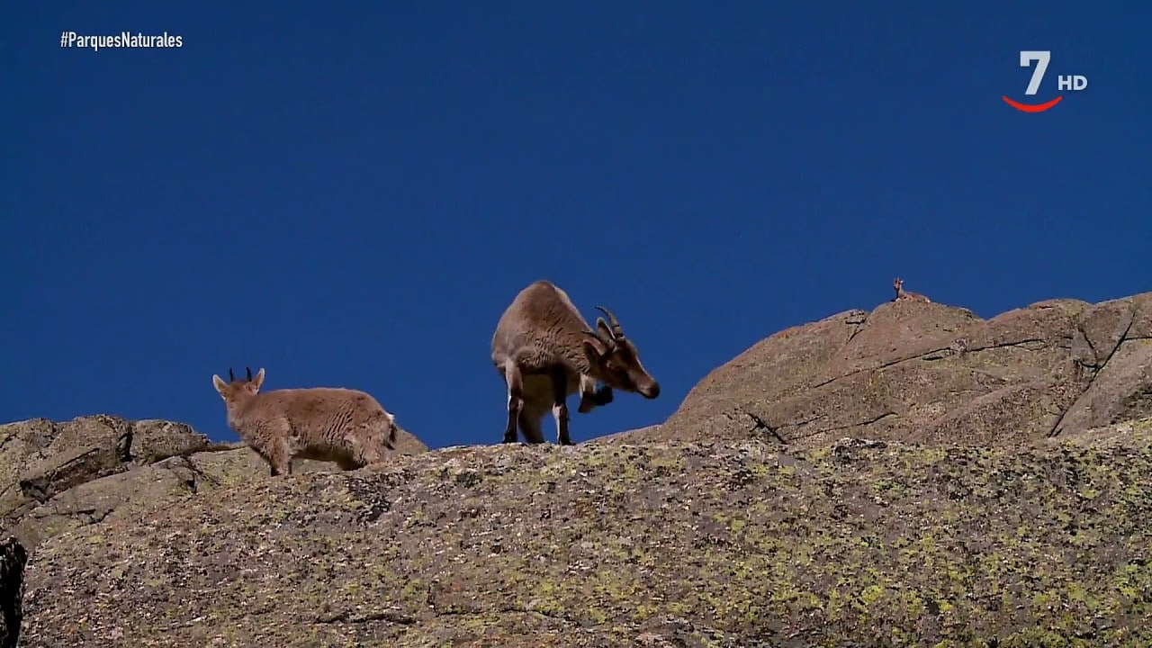 Descubriendo el Corazón Verde de Castilla y León: Un Viaje por el Parque Regional de la Sierra de Gredos